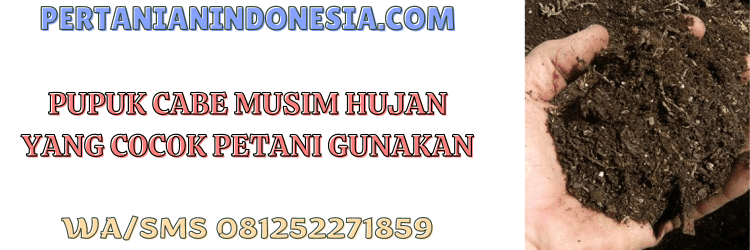 cabai,musim hujan,pupuk cabe,pupuk cabai,pertanian indonesia